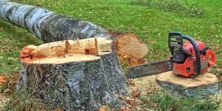Reliable Pelion, SC Tree Care Solutions