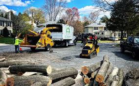 Tree and Shrub Care in Pelion, SC